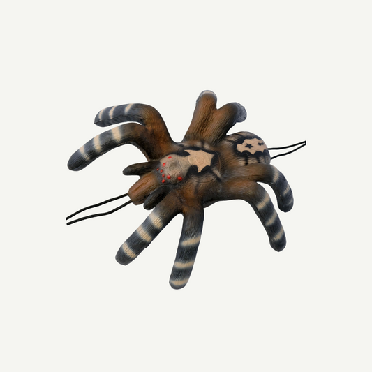 Leitold Little Bird Spider