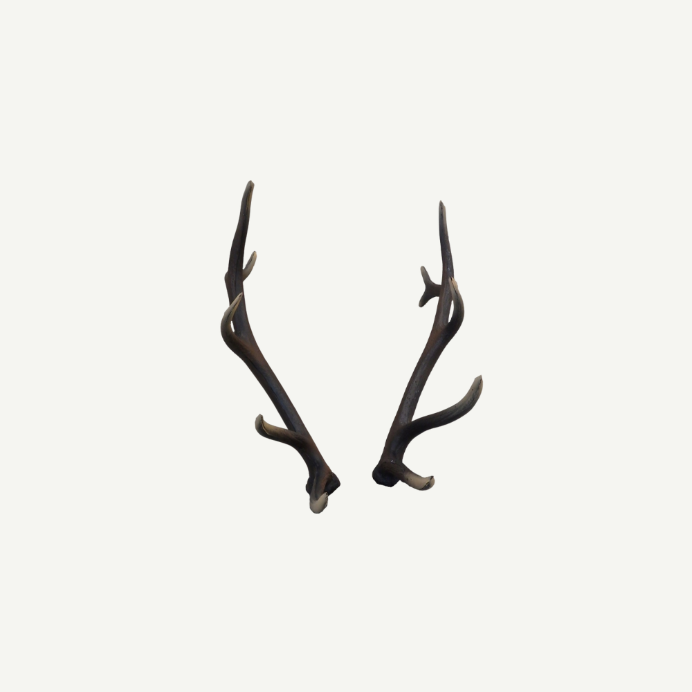 Leitold Red Deer Antler (1 Pair)