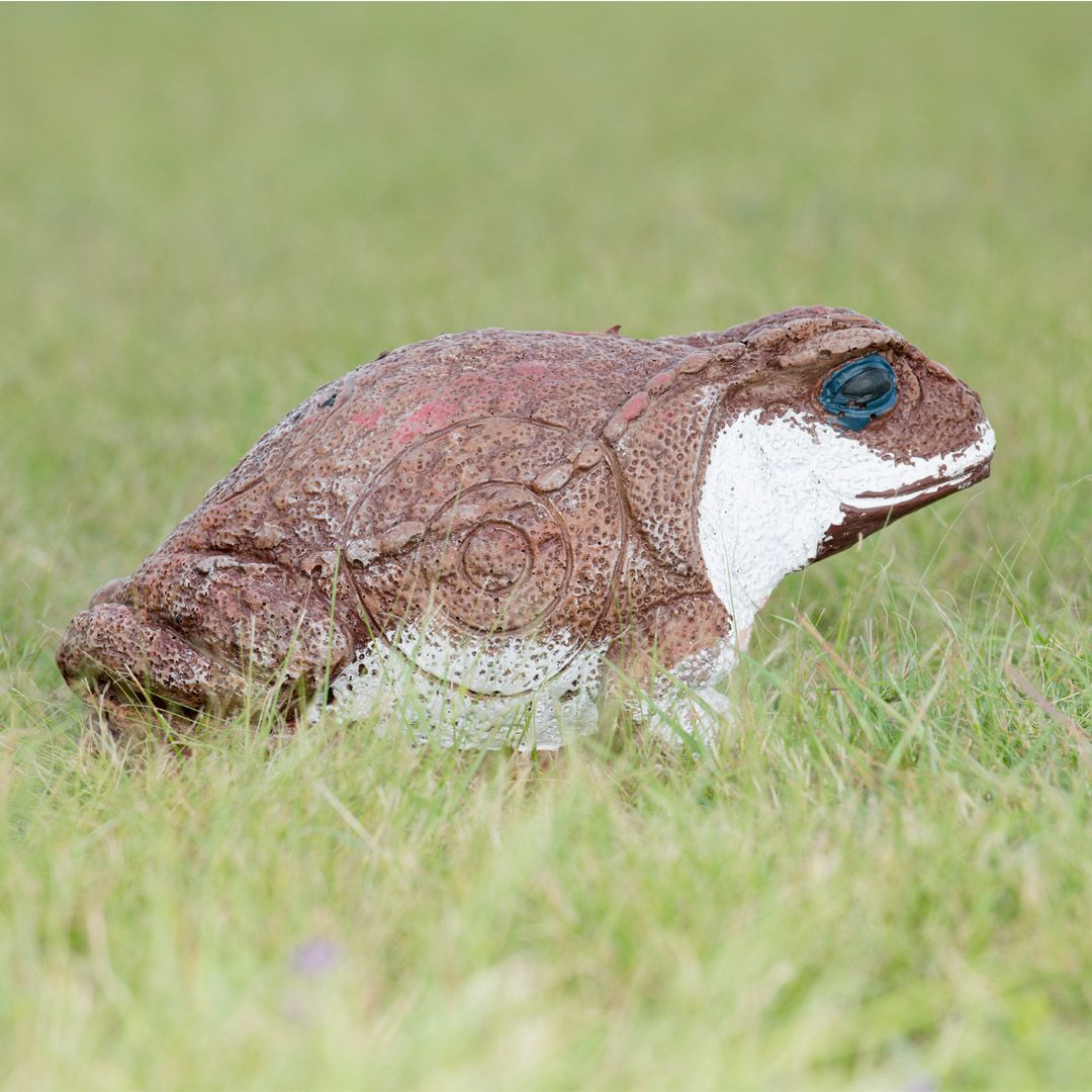 Wildcrete 3D Target - Cane Toad
